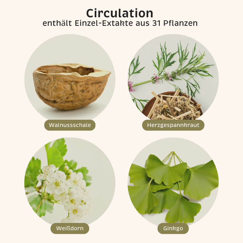 Phyto-Essence Circulation enthält u.a. Einzel-Extrakte aus Walnusschale, Herzgespannkraut, Weißdorn und Ginkgo