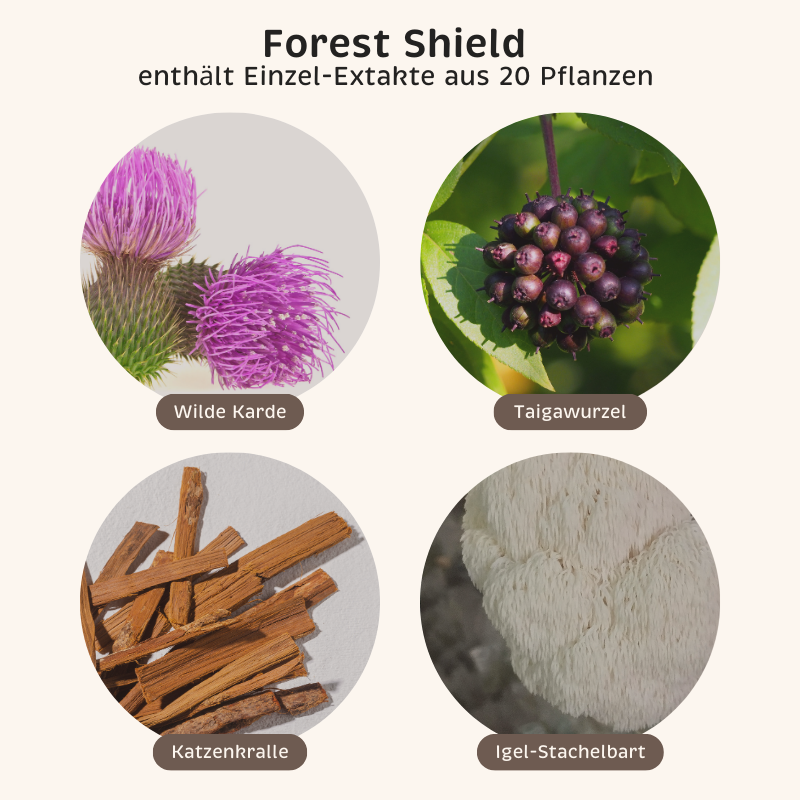 Phyto-Essence Forest Shield enthält u.a. Einzel-Extrakte aus Wilde Karde, Taigawurzel, Katzenkralle und Igel-Stachelbart