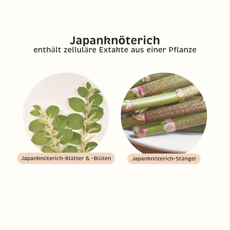 Japanknöterich