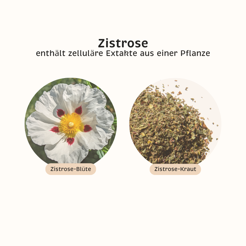Phyto-Essence Zistrose enthält Einzel-Extrakte aus Zistrosekraut