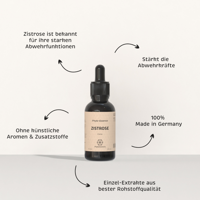 Zistrose