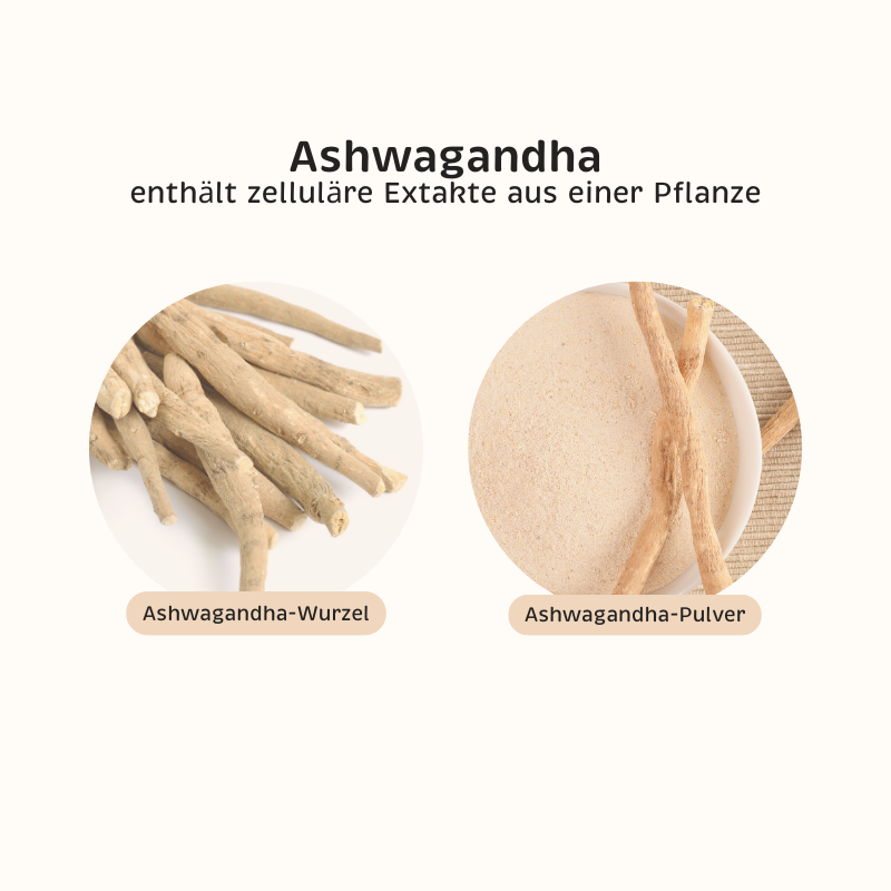 Phyto-Essence Ashwagandha enthält Einzel-Extrakte aus Ashwagandhawurzel