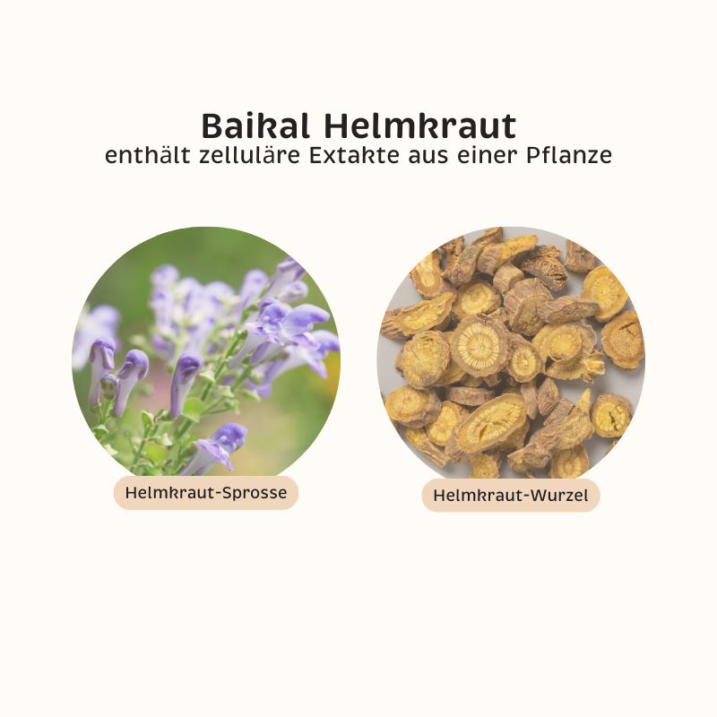 Phyto-Essence Baikal Helmkraut enthält Einzel-Extrakte aus Helmrkautwurzel
