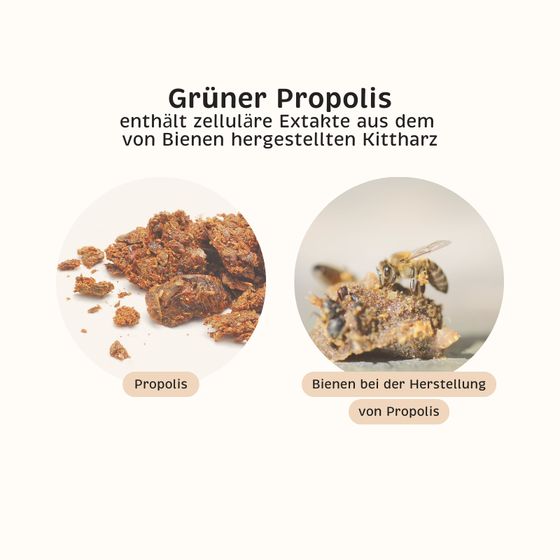 Phyto-Essence Grüner Propolis enthält Propolis, was von Bienen hergestellt wird