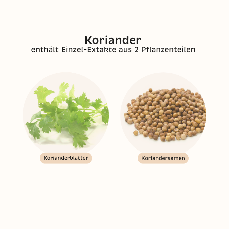 Phyto-Essence Koriander enthält Einzel-Extrakte aus Korianderblättern und Koriandersamen